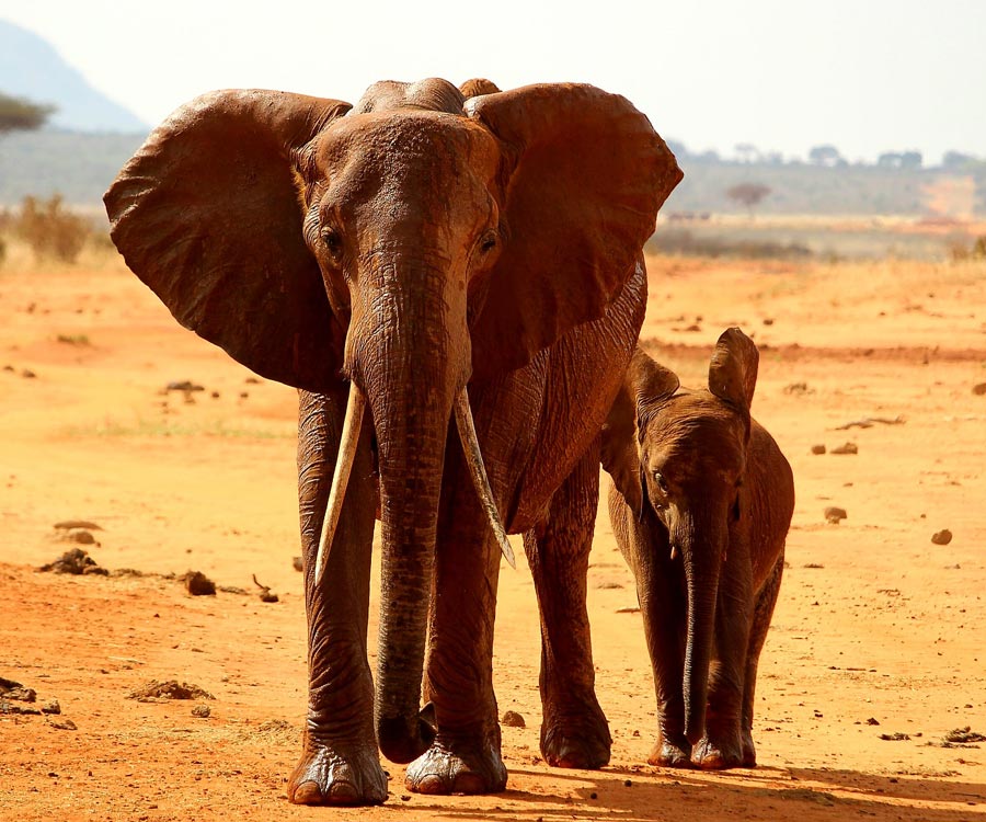 cause6 elephant