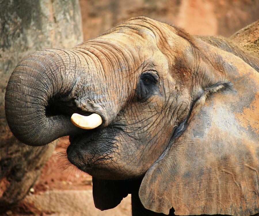 cause7 elephant